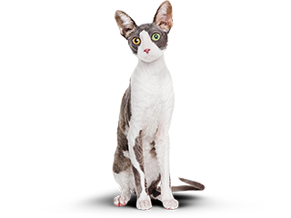 Кот с лишним весом.